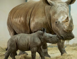 Disney’s Animal Kingdom Welcomes White Rhino Calf to the Herd