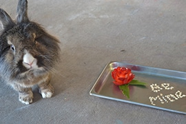 At Rafiki’s Planet Watch, our Rabbit Received a Special Strawberry and Oatmeal Valentine Treat. + This Prehensile-Tailed Porcupine Received a Special Delivery Valentine Heart Filled with Edible Treats.