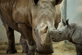 Disney’s Animal Kingdom Welcomes White Rhino Calf to the Herd!