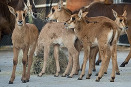 Disney’s Animal Kingdom Welcomes 5 Sable Antelope Calves to the Herd!