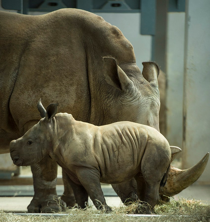 Special Edition Wildlife Friday: Vote To Name A New Baby Rhino Girl At 