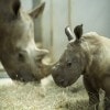 Special Edition Wildlife Friday: Vote to Name a New Baby Rhino Girl at Disney’s Animal Kingdom!