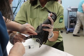 A Guam Rail Being Examined Before Release Into the Wild