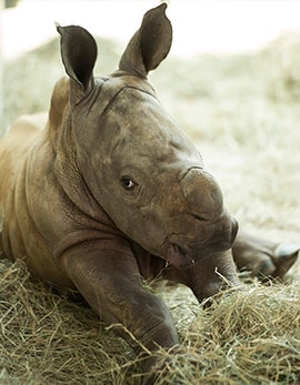 Special Edition Wildlife Friday: Vote to Name a New Baby Rhino Girl at Disney’s Animal Kingdom!