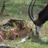 5 Sable Antelope Calves Now on Kilimanjaro Safaris at Disney’s Animal Kingdom