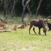 5 Sable Antelope Calves Now on Kilimanjaro Safaris at Disney’s Animal Kingdom
