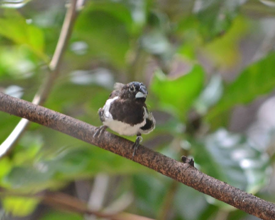 Wildlife Wednesday: New Birds Join the Beautiful Flock at Disney's Animal  Kingdom | Disney Parks Blog