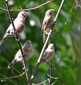 Male Cut-Throat Finches have a Red Marking on Their Throat, While Females Do Not