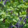 Build Your Own Butterfly Garden with Tips from Epcot International Flower & Garden Festival