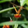 Build Your Own Butterfly Garden with Tips from Epcot International Flower & Garden Festival