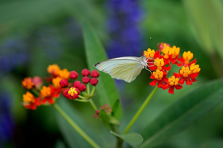 Build Your Own Butterfly Garden With Tips From Epcot International