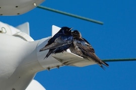 Purple Martin Come to Walt Disney World Resort Every Year to Raise Their Young
