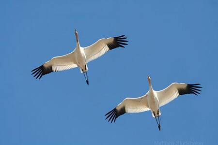 A Bright Future for Whooping Cranes at Disney’s Animal Kingdom | Disney ...