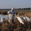 A Bright Future for Whooping Cranes at Disney’s Animal Kingdom