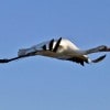 A Bright Future for Whooping Cranes at Disney’s Animal Kingdom