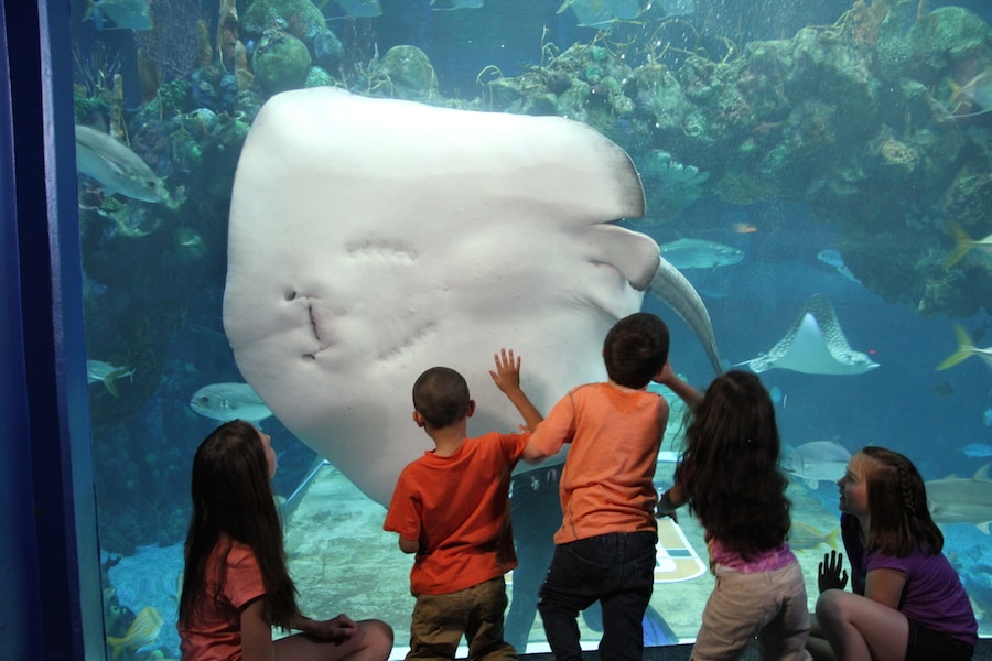 Wildlife Wednesday: Meet Luna at The Seas with Nemo &amp; Friends at Epcot | Disney Parks Blog