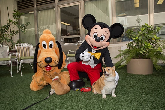 Governor Brown's Dog Sutter Meets Mickey Mouse's Dog Pluto at California State Capitol | Parks Blog