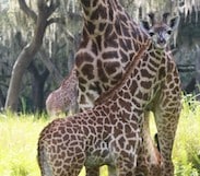 This Week in Disney Parks Photos: Three Baby Giraffes Debut at Disney’s Animal Kingdom
