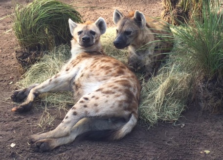 Wildlife Wednesday: Hyenas have arrived at Disney's Animal Kingdom! |  Disney Parks Blog