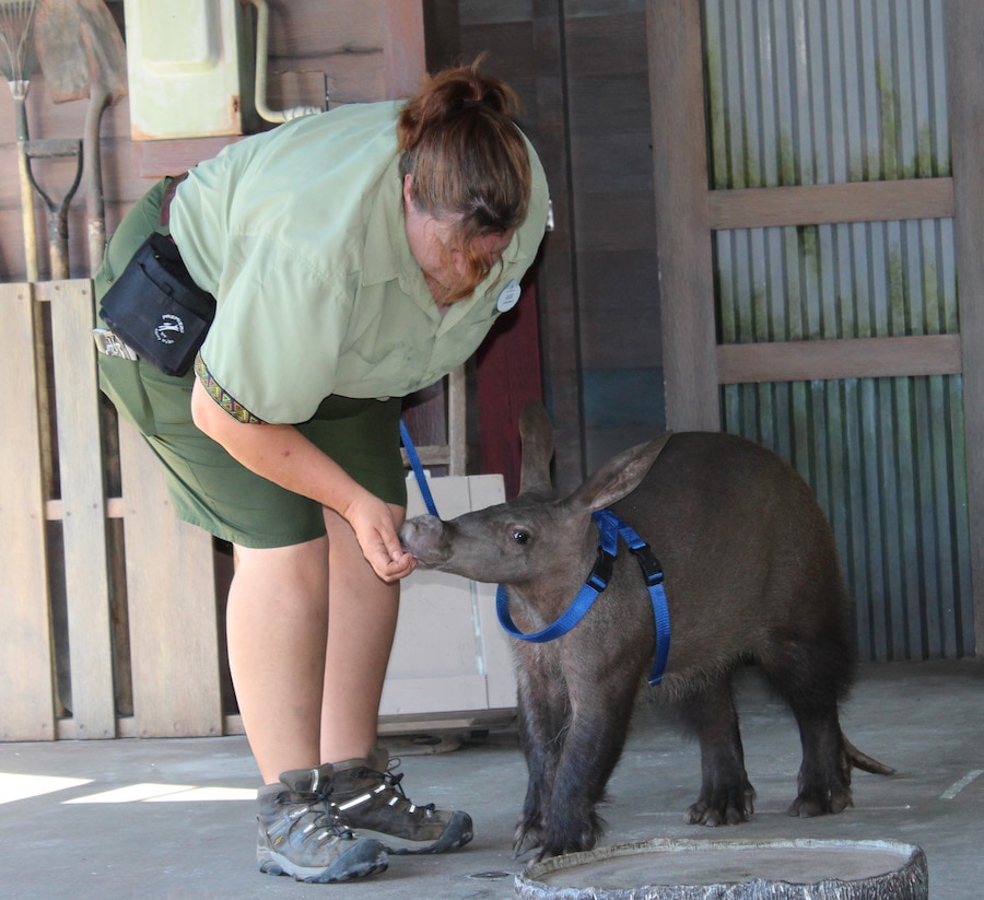 Wildlife Wednesday: Meet Willie the Aardvark at Rafiki's Planet Watch |  Disney Parks Blog