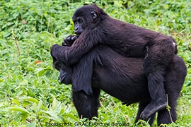 Wildlife Wednesday: Happy Year of the Monkey - Gorillas