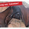 Wildlife Wednesday: Animal Valentine’s Day Cards to Share