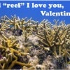 Wildlife Wednesday: Animal Valentine’s Day Cards to Share