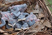 Purple martin chicks hatch in 14-16 days and will grow up very quickly! By 28-32 days-old, they are ready to fledge and take their first flight.