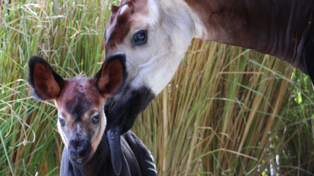 Wildlife Wednesday: Creative Collaboration Comforts Okapi | Disney Parks  Blog