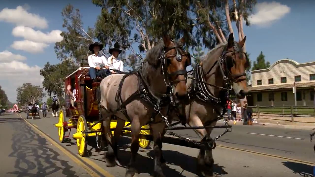 Disneyland Resort Horses Bug and Finn Featured in Norco Horseweek Parade