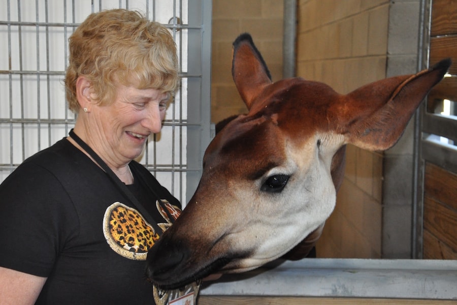 Lee Meeting an Okapi on the New Sense of Africa Program at Disney's Animal Kingdom Lodge
