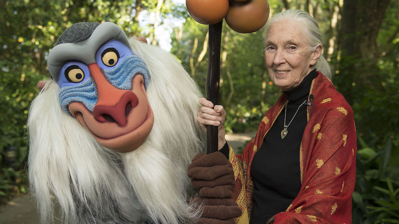 Dr. Jane Goodall at Disney's Animal Kingdom