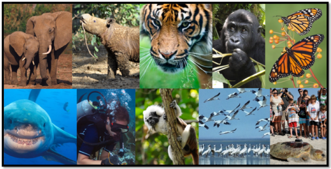 Wildlife Wednesday: Disney Conservation Fund Celebrates 20 Years, Launches New Initiative to Protect Planet