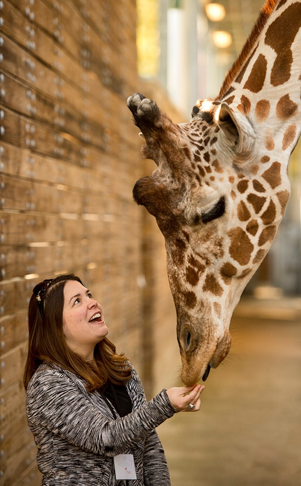 A Woman and a Giraffe at Sense of Africa Tour at Disney's Animal Kingdom at Walt Disney World Resort