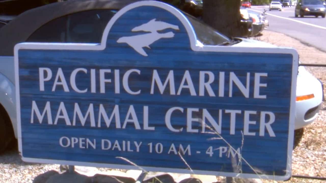 Disneyland Resort Donates $60,000 to Pacific Marine Mammal Center in Laguna Beach, California on Earth Day