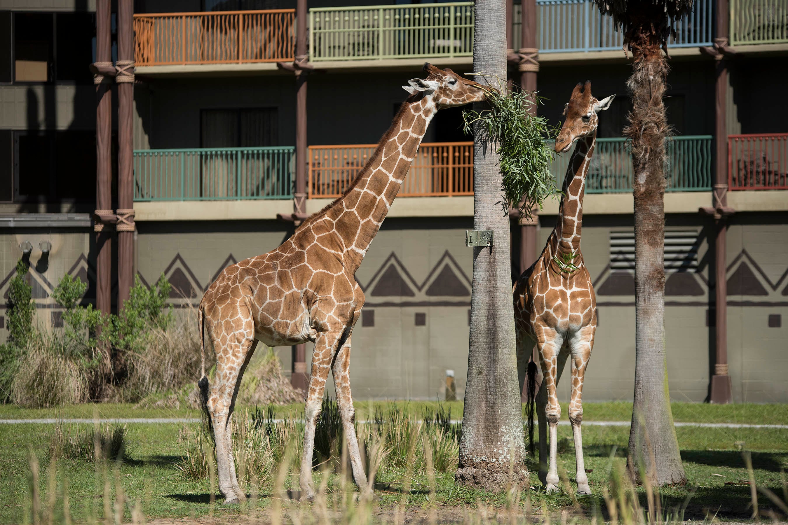 3 Generations of Giraffe Celebrate Mother’s Day at Disney’s Animal Kingdom Lodge Savanna
