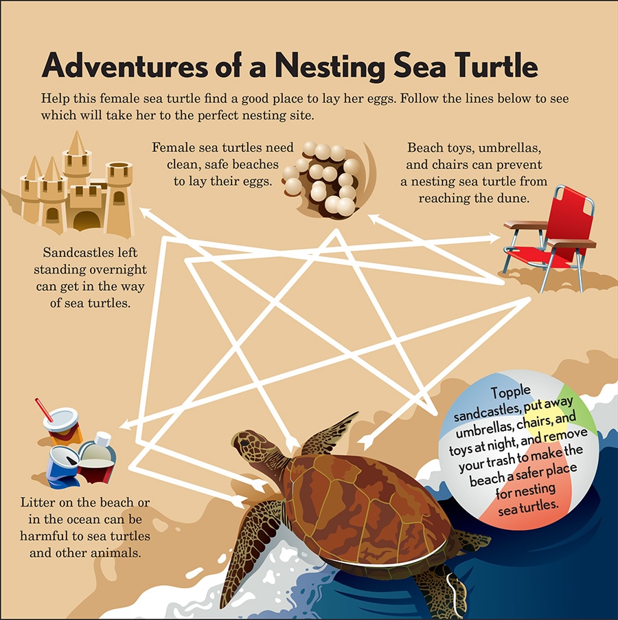 Adventures of a Nesting Turtle Diagram
