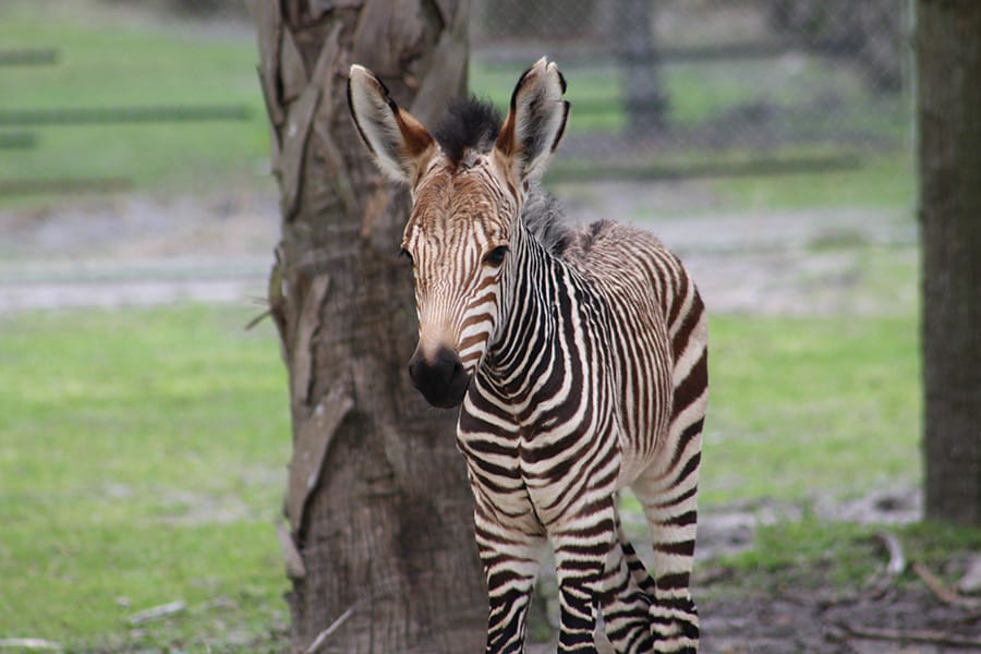 Photo Hartmann’s zebra Daphne can be seen on the Sunset and Pembe Savannas at Disney’s Animal Kingdom Lodge.