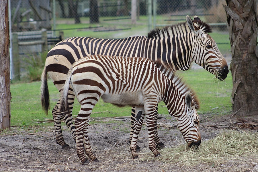 Here is a fantastic look at dewlaps on the throat of Hartmann’s zebra Daphne and her mom.