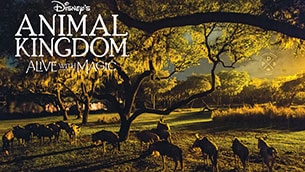 Animal Kingdom Wallpaper 1