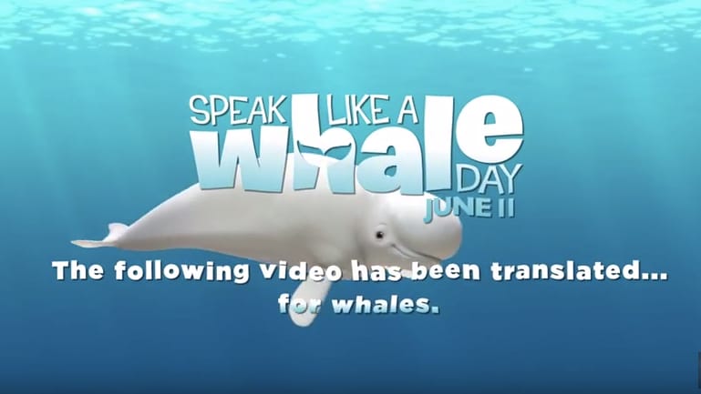 Speak Like a Whale Day recap