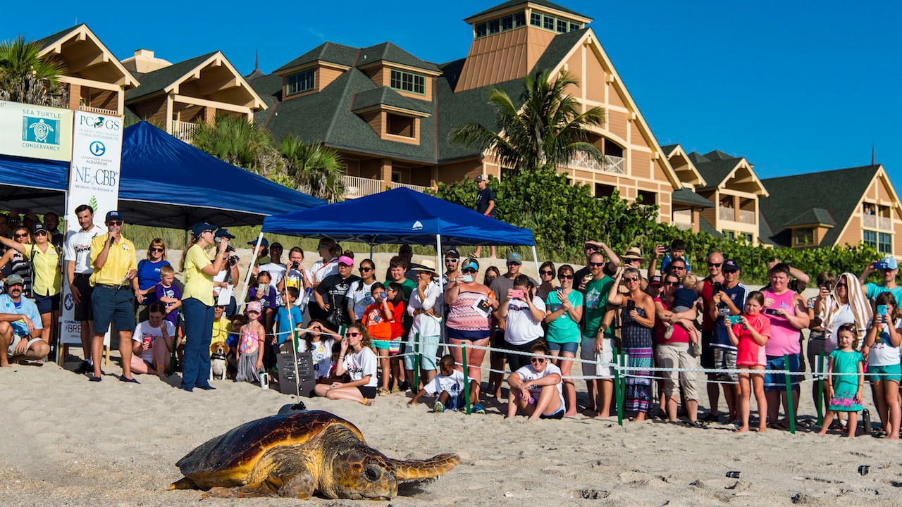 Tour de Turtles Marathon Begins at Disney'd Vero Beach Resort