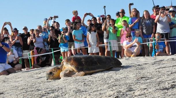 Wildlife Wednesday: Ready, Set, Swim! Tour de Turtles Marathon Begins