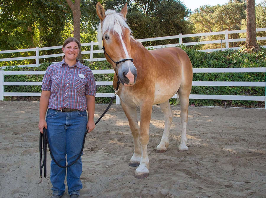 Meet the Newest Disneyland Resort Horses
