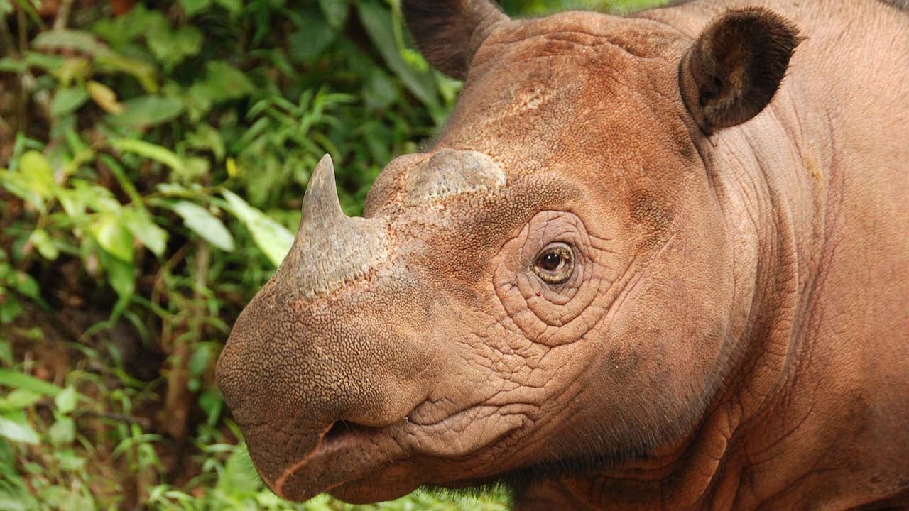 Disney Helps ‘Reverse the Decline’ of Rhinos