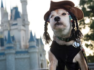 Disney Dog Halloween Costume Ideas Perfect for Your Pet