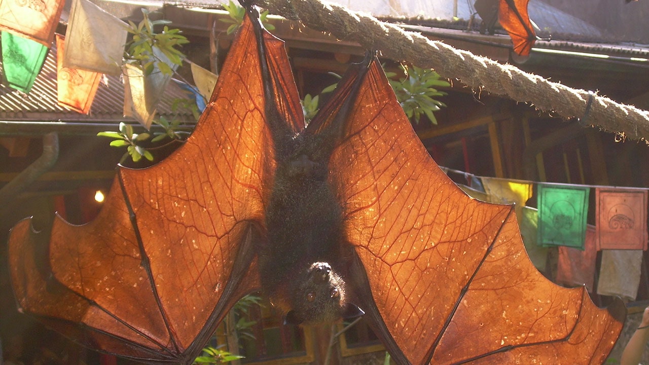 QUIZ: Wildlife Wednesday: How Much Do You Know About Bats?