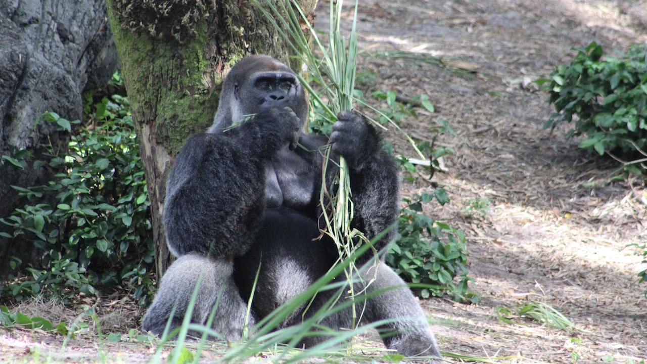 Wildlife Wednesday: Disney Helps ‘Reverse the Decline’ of Great Apes