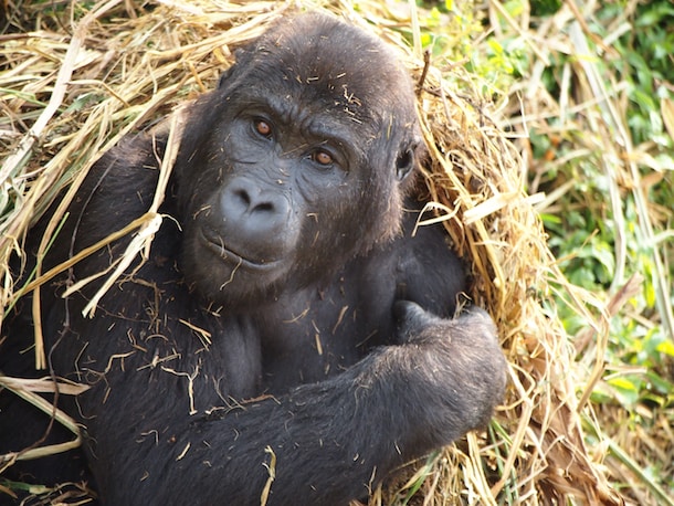 Wildlife Wednesday: Disney Helps ‘Reverse the Decline’ of Great Apes