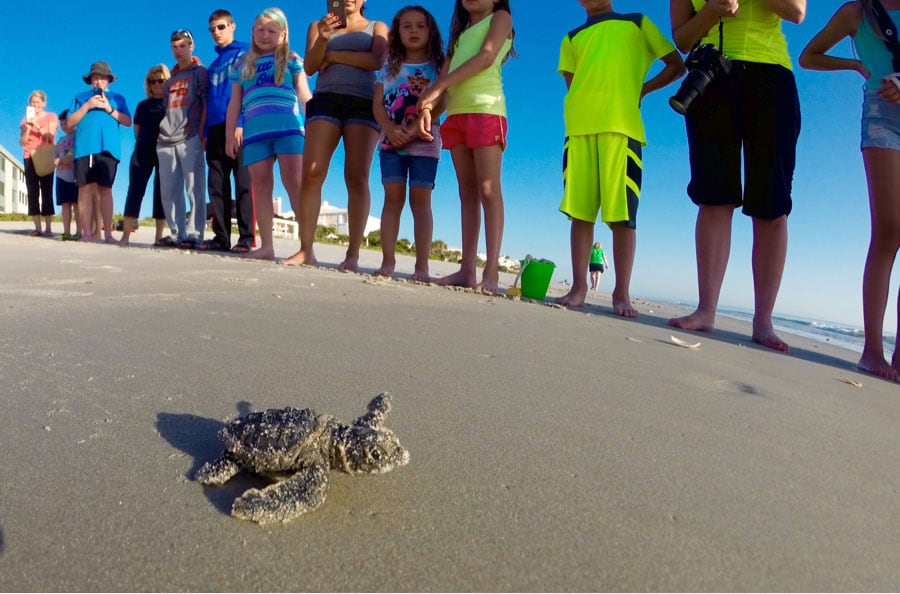 Wildlife Wednesday: Sea Turtles and Disney’s Moana – A Shared Journey